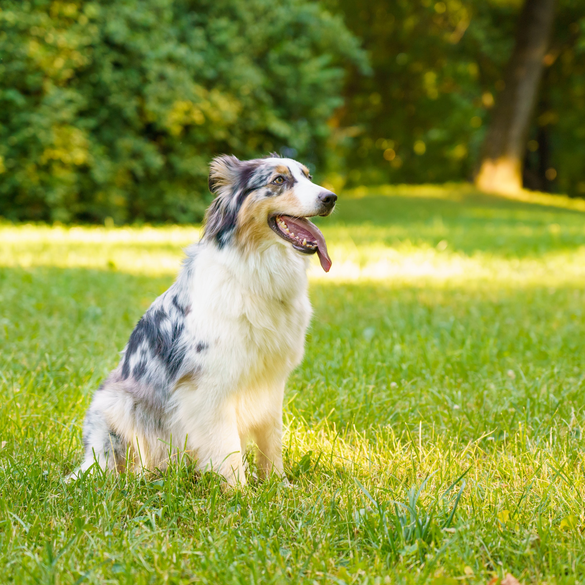 Lovely dog Australian Shepherd sitting in grass with tongue out and resting after morning walk in